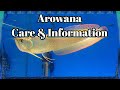 Arowana care and information