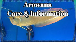 Arowana Care and Information
