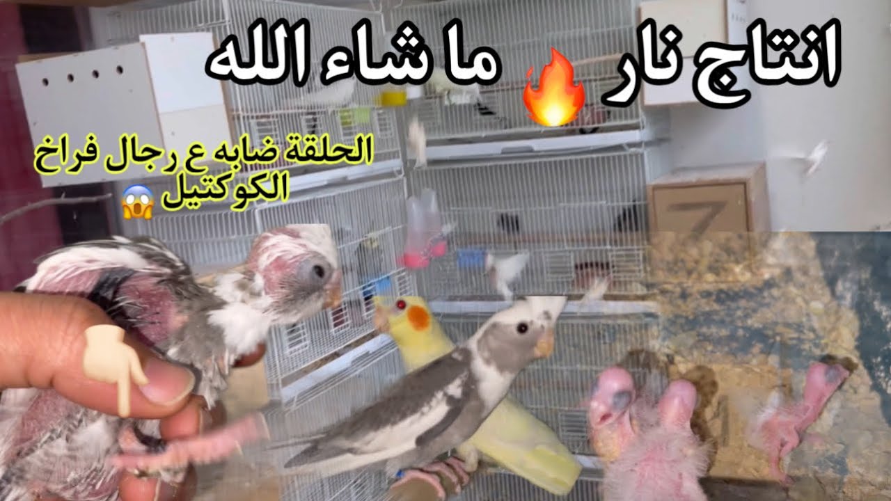 انتاج الكوكتيل للمحمية نار 🔥 ما شاء الله وين عشاق الكوكتيل ❤️👍#myyearonyoutube2023