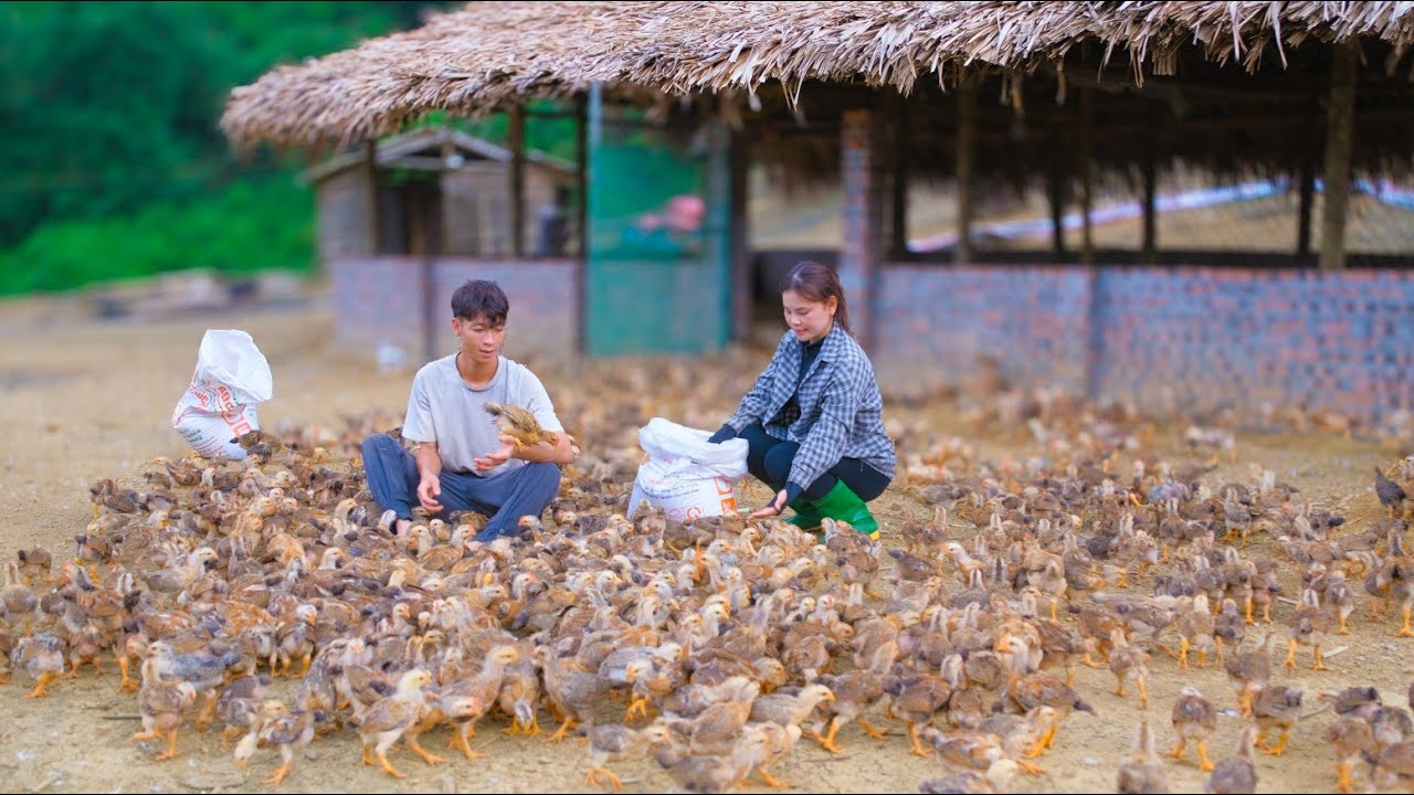 Curated visual reference: Off Grid Aquaculture Reference: Living Off The Grid Aquaculture Chicken Raising And Farm Building