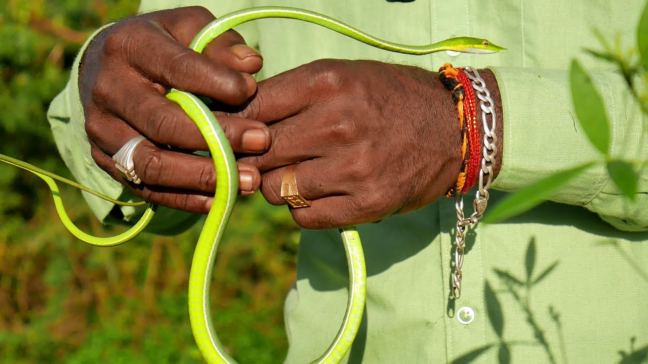 Catching India's Deadly Venomous Snakes - YouTube