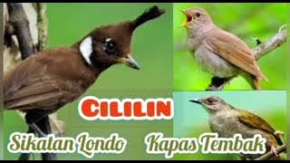 Kapas Tembak Sikatan Londo Cililin Gacor dan rapat