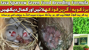 😱Java Sparrow Breeding Formula | Java Finch Green Food Breeding Formula |3 Best Green Food For Bird