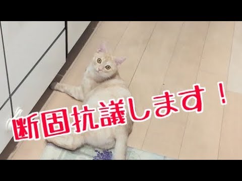 飼い主に抗議する猫