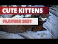 CUTE KITTENS PLAYING 2021!!!