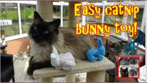 How to make an easy catnip bunny toy! #DIYcattoy - Living with Ragdolls