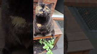 Tortoiseshells Beautiful Markings