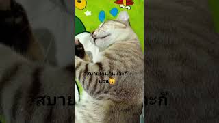 #มู้ดดี้แมวแสบ #cute #cat #kasettransform #scm #thaifood #เกษตรทรานส์ฟอร์ม #food  @khouanta2417