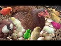 MURGI Hen hatching Eggs to Chicks Video Imbecile Boy Removing Shard from Eggs to Born Immature Chick