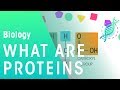 The Building Blocks of Life: Exploring Protein Structure and Function