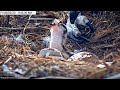 Dunrovin Ranch Osprey Video_2020-06-05_103103-Chick and Fish