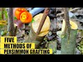 How to graft persimmon tree  persimmon grafting
