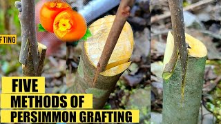 How to graft persimmon tree | Persimmon Grafting