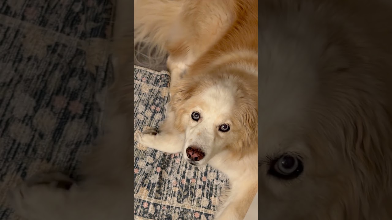 Ah, my old room||#room #dog #fyp