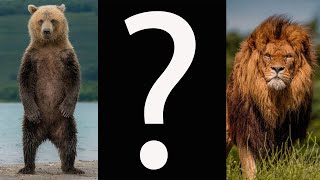 Медведь + лев  = Кто получится?