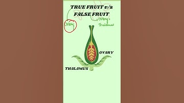 Difference between False fruit and True fruit #neet2025 #biology
