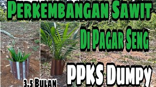 Palm Oil Growth Protected by Zinc Fencing - PPKS DUMPY