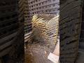40 000 Bees In This Colony We Even Found A Rat Inside Of The Comb Watch This Rescue On Our Snap 40 000 Bees In This Colony We Even Found A Rat Inside Of The Comb Watch This Rescue On Our Snap