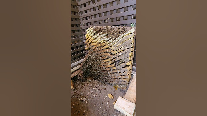 40,000 bees in this colony 😱 We even found a rat inside of the comb 😳 Watch this rescue on our Snap!