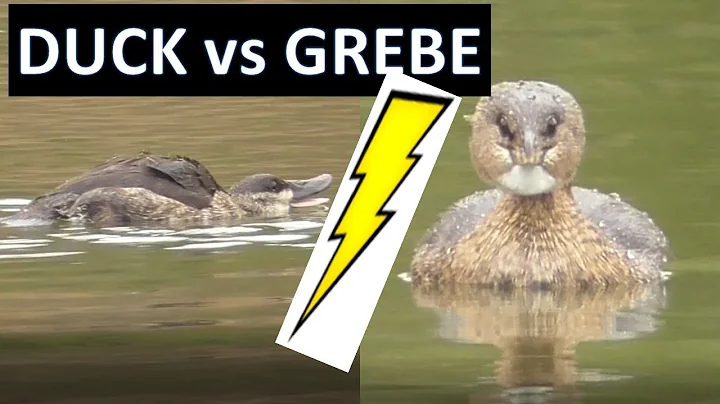 DUCK vs GREBE:  Ruddy Duck fighting our Pied-bille...