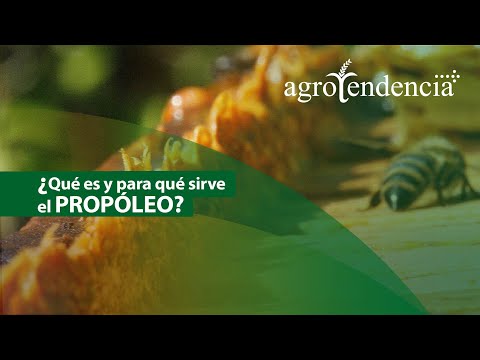 ¿Cómo obtener el PROPÓLEO? ¿Para qué sirve y cómo se produce?