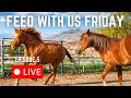 Surrounded By Wild Mustangs! (FWUF Live!)