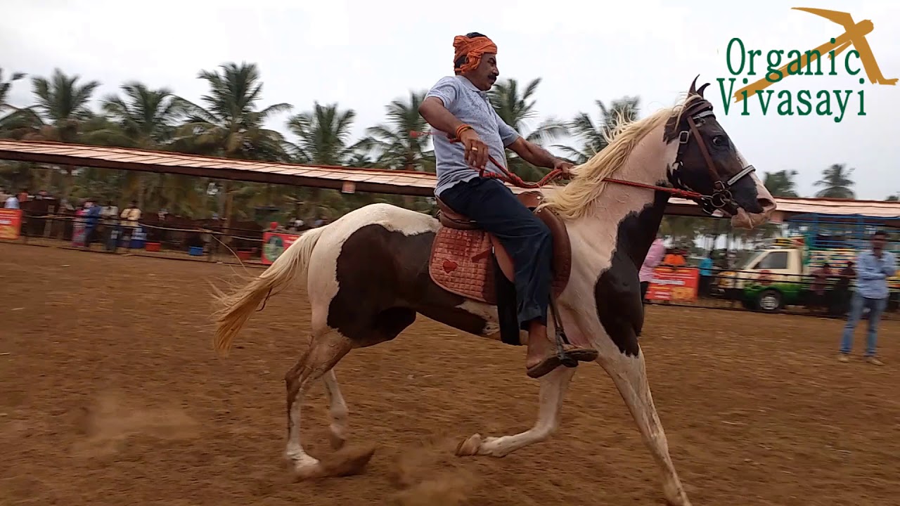அந்தியூர் குதிரை & கால்நடை சந்தை | Anthiyur cattle fair | Biggest Horse Market | anthiyur santhai