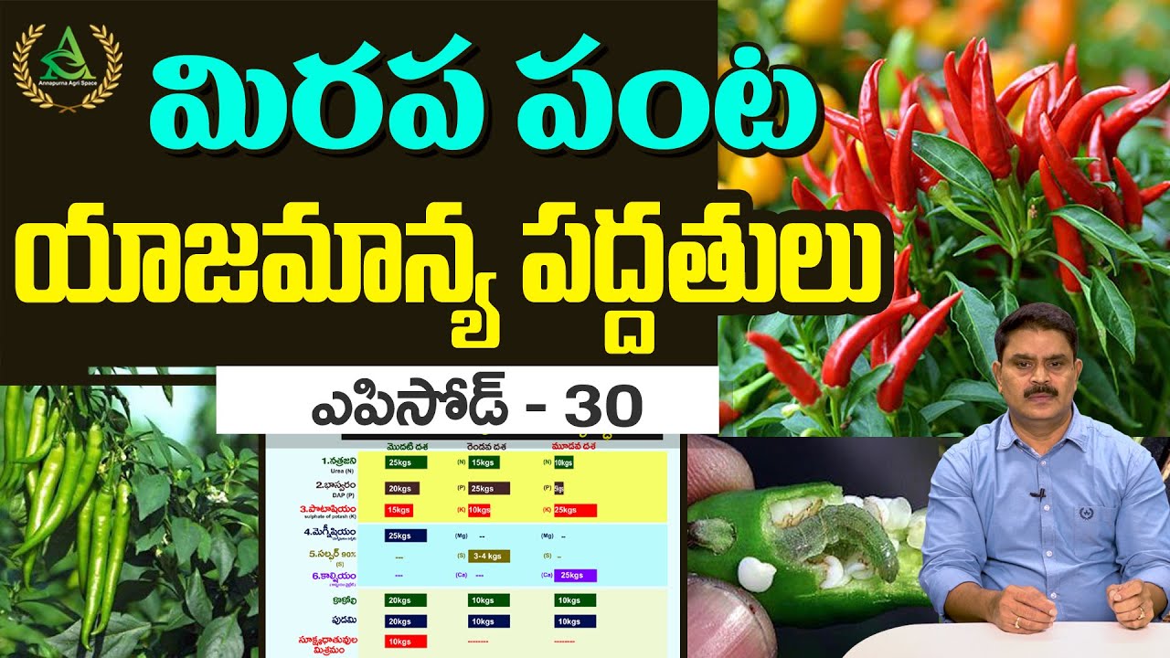 ఎపిసోడ్ 30_మిరప పంట - యాజమాన్య పద్ధతులు | Annapurna agri space | Agriculture in telugu #Chilli crop