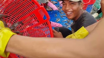 thu hoạch tôm càng xanh tôm sú tại vĩnh thuận kiên giang