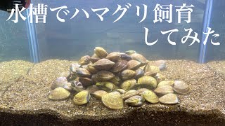 ひぐらしなまずの推定収益 Twitterの反応などをチェック Yt Cobitt Ranking