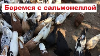 После пропаивания мед препаратами, через сколько погибает палочка сальмонеллы?