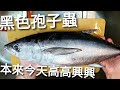 長腰鮪內的黑色孢子蟲，本來在漁場搶到鮪魚很高興…，熟成前要充分檢查以免做白工。