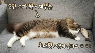 2인 소파 크기의 초대형 노르웨이숲 고양이 ㄷㄷ;