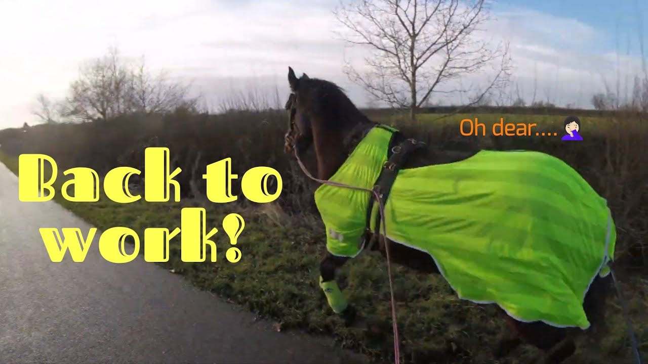 Officially Bringing My Horse Back Into Work GoPro Headcam YouTube officially-bringing-my-horse-back-into-work-gopro-headcam-youtube
