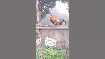 gà rừng giải nhất bây đập cánh cực xong.qaib qus qua zoo