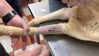Colocación de una Vía Intravenosa en Perros y Gatos