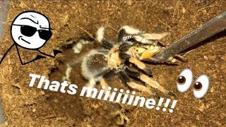 FEEDING my TARANTULAS these ANNOYING CRICKETS !!! ~ That's MINE !!!