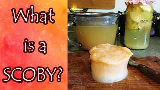 What is a SCOBY and What Do You Do With It?