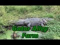 Gator Alley Farm, Summerdale Alabama