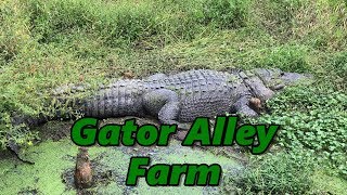 Gator Alley Farm Summerdale Alabama