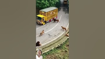 Thumbnail of เจ้าป่าเต็มถนนเลย #funny #doglover #animals #cute #comedy #song #tseries #bollywood #anirudh