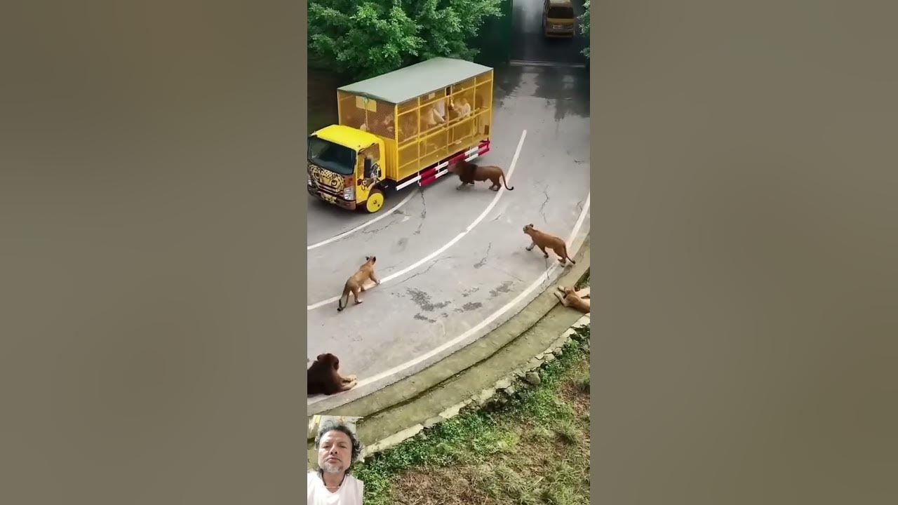 เจ้าป่าเต็มถนนเลย #funny #doglover #animals #cute #comedy #song #tseries #bollywood #anirudh