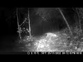 Ocelote o Manigordo (Leopardus pardalis)