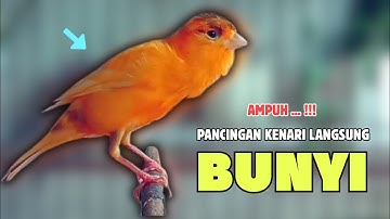PANCINGAN KENARI Paud Belajar BUNYI Cocok Untuk KENARI Belajar BUNYI Ngeriwik | 622