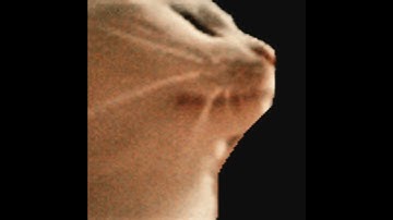 Cat Vibing to the TETRISPHERE Soundtrack