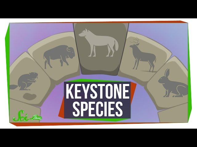 3 Animals That Keep Their Whole Ecosystem Together 