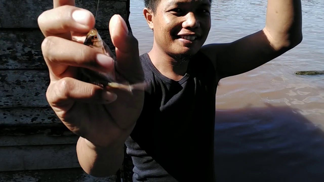 Mancing wader menggunakan umpan biskuit||strike tanpa henti
