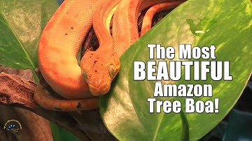 Will Our Most Beautiful Amazon Tree Boa Find A Home?