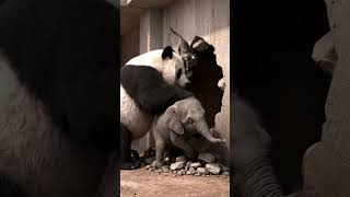 cat and panda save baby elephant#cat #cute