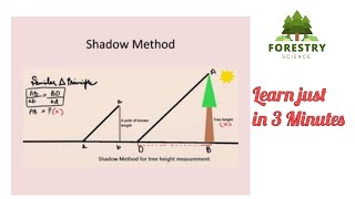 Shadow method for calculating height of tree ( Forest mensuration)